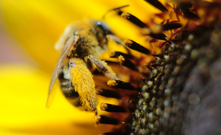 Could Probiotics Help Honey Bees?