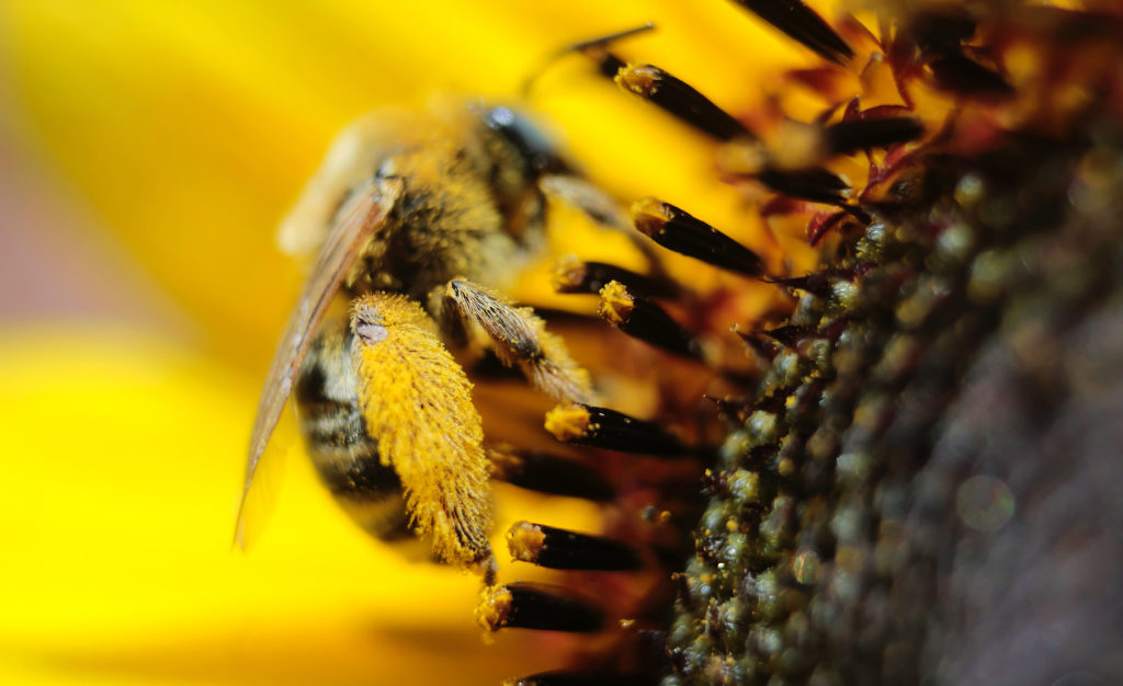 Could Probiotics Help Honey Bees? • Seed