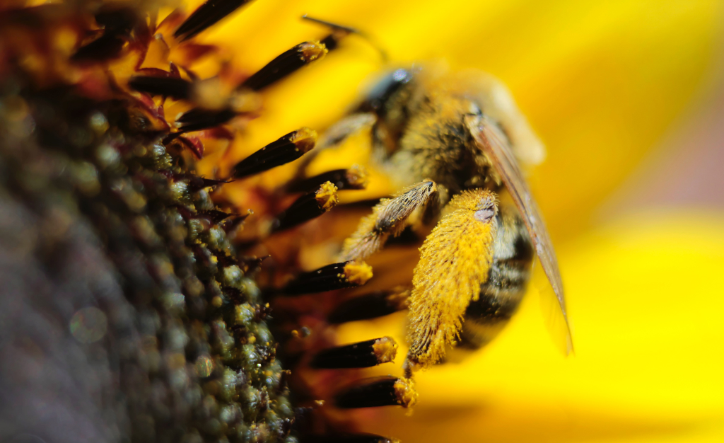 Could Probiotics Help Honey Bees?