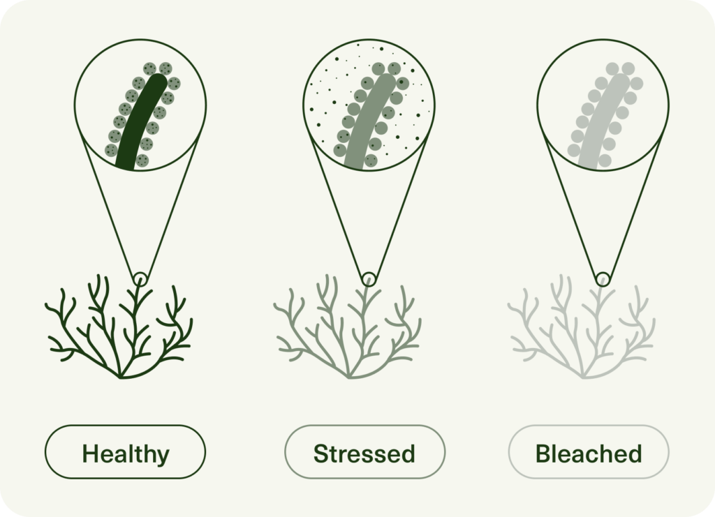 comparison of coral when healthy, stressed and bleached