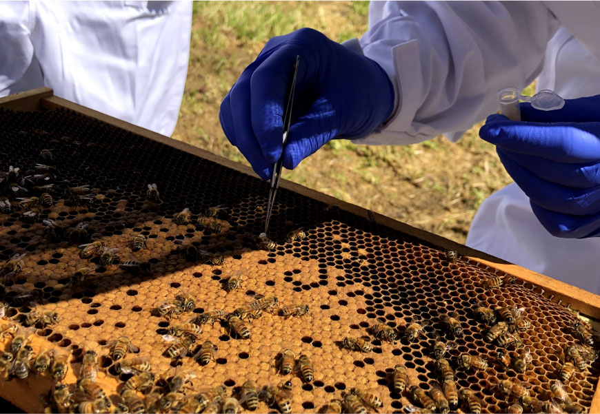 A research team member collecting beehive samples for analysis during a field trial.