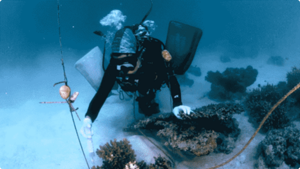 Dr. Peixoto applying probiotics to corals. He is scuba diving.