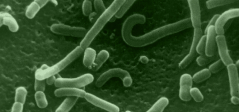 How to Increase Good Bacteria in Your Gut, Naturally