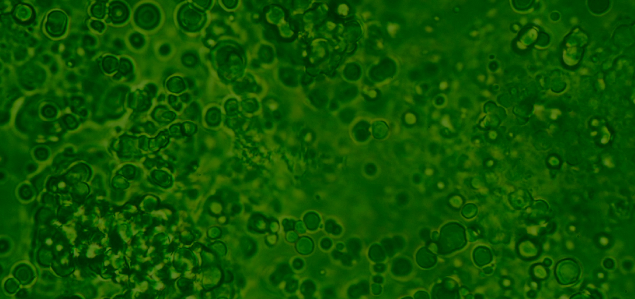 So, You Want to “Fix” Your Gut Microbiome? Let’s Talk.