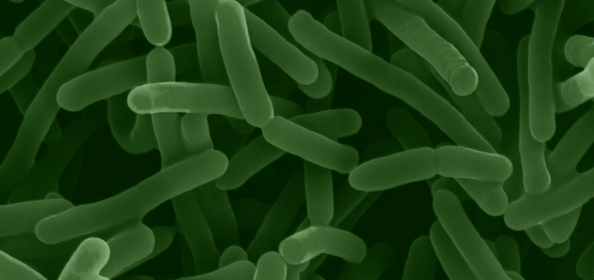 Bifidobacterium Longum Strain Specific Benefits Explained