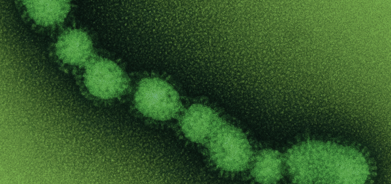 When When a Stomach Bug Strikes, Do Probiotics Get a Say?