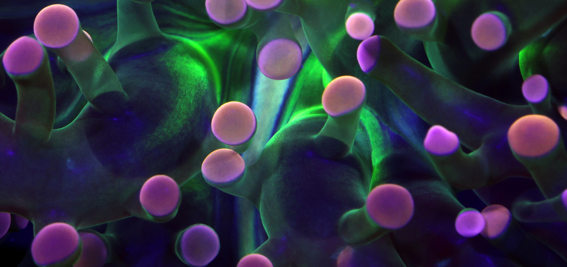 Could Aquariums Help Rewrite the Future of Coral Reefs?