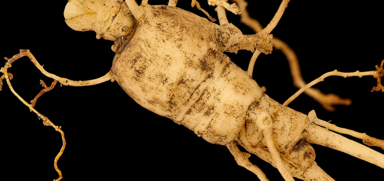 A Nootropic Guide to American Ginseng for Cognitive Performance
