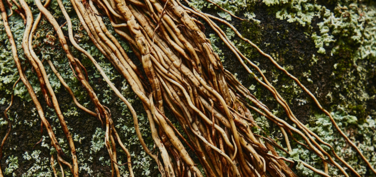 Kava vs. Ashwagandha Guide: One Less Thing to Stress About