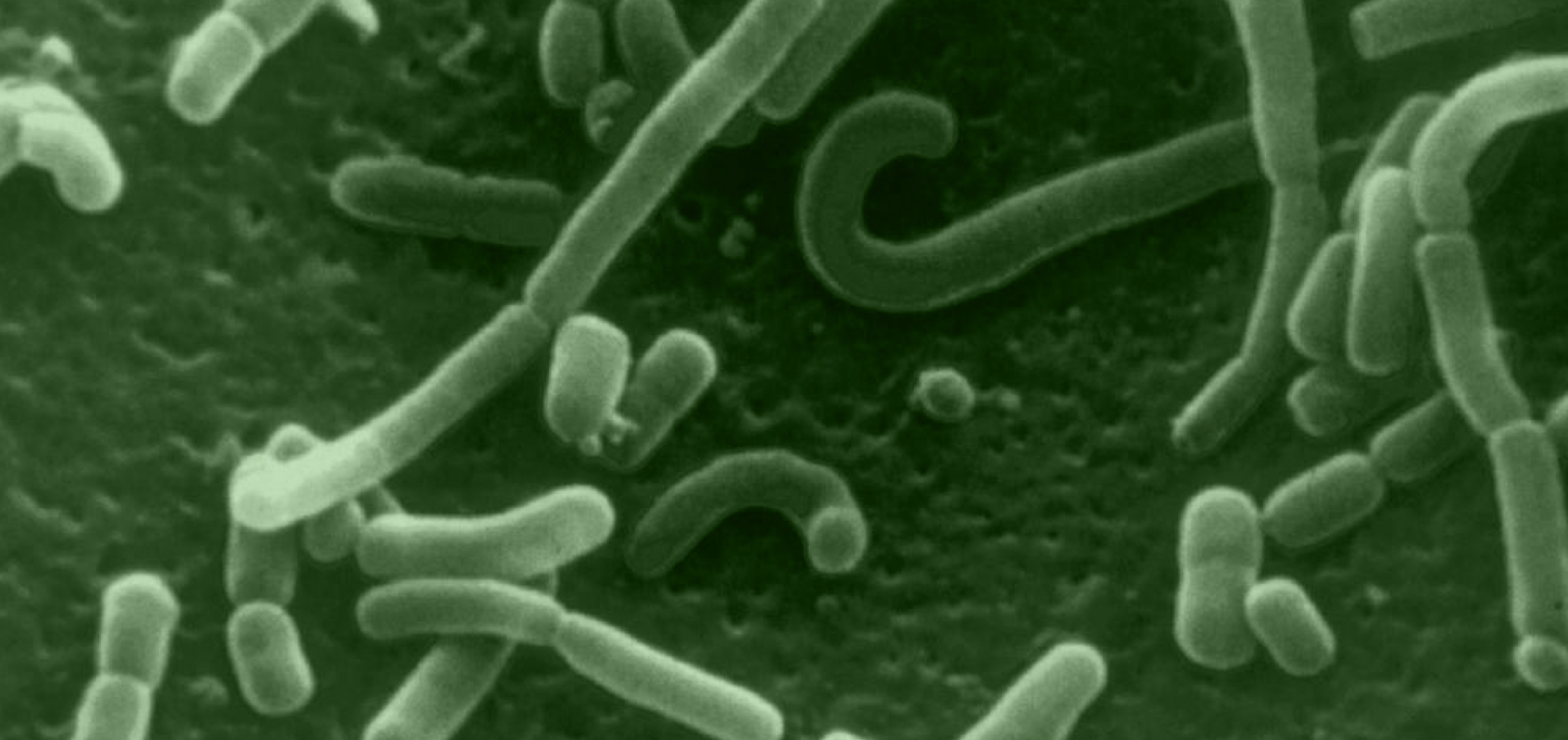 What Naturally Kills Bad Bacteria in the Gut? It’s Not What You Think