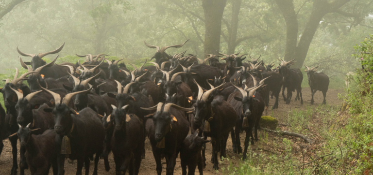 Goats roaming foggy mountains